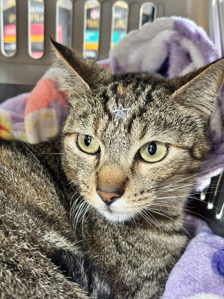 swiftnightts's tweet photo. llevé a mi gatita al veterinario y le pusieron una estrellita porque se portó bien 😭 https://t.co/qCV2dMgeVk
