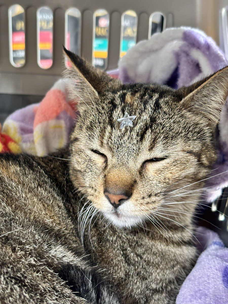 swiftnightts's tweet photo. llevé a mi gatita al veterinario y le pusieron una estrellita porque se portó bien 😭 https://t.co/qCV2dMgeVk
