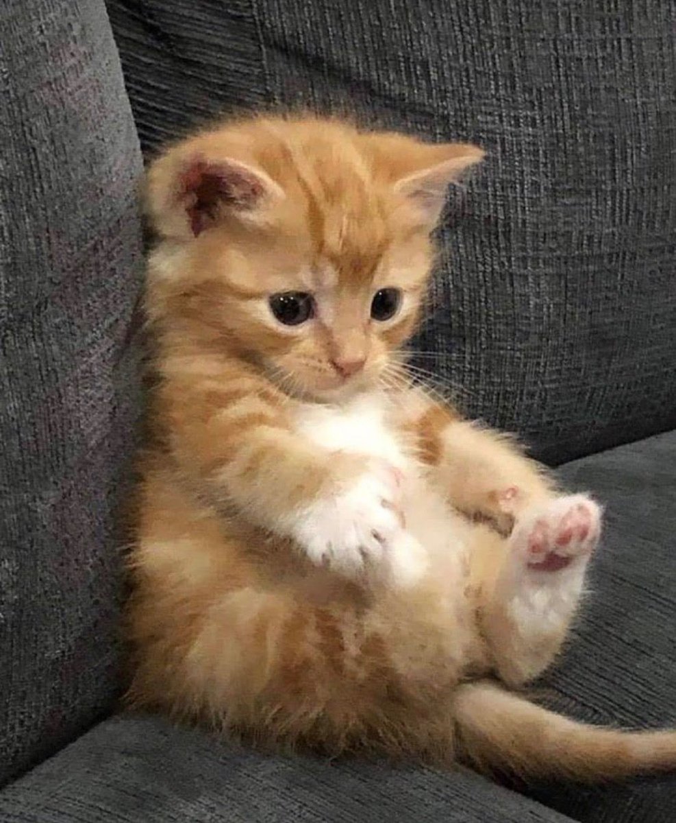 animal_kyawa_'s tweet photo. お行儀良くお座りしてる猫ちゃん
かわいい😊 https://t.co/8T1Q9U7psG