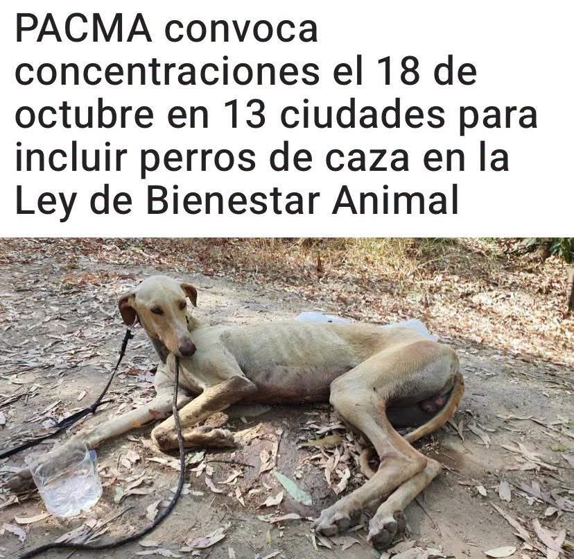 plataforma_NAC's tweet photo. 🟢 NOS SUMAMOS

Plataforma NAC nos sumamos a las concentraciones convocadas por @PartidoPACMA el próximo 18 de octubre, para reclamar que los perros de caza sean incluidos en la Ley de Bienestar Animal

Lee noticia completa https://t.co/iFNCrNWS7X

#NoALaCaza #NoALaCazaConPerros https://t.co/LBio7Xwrcy