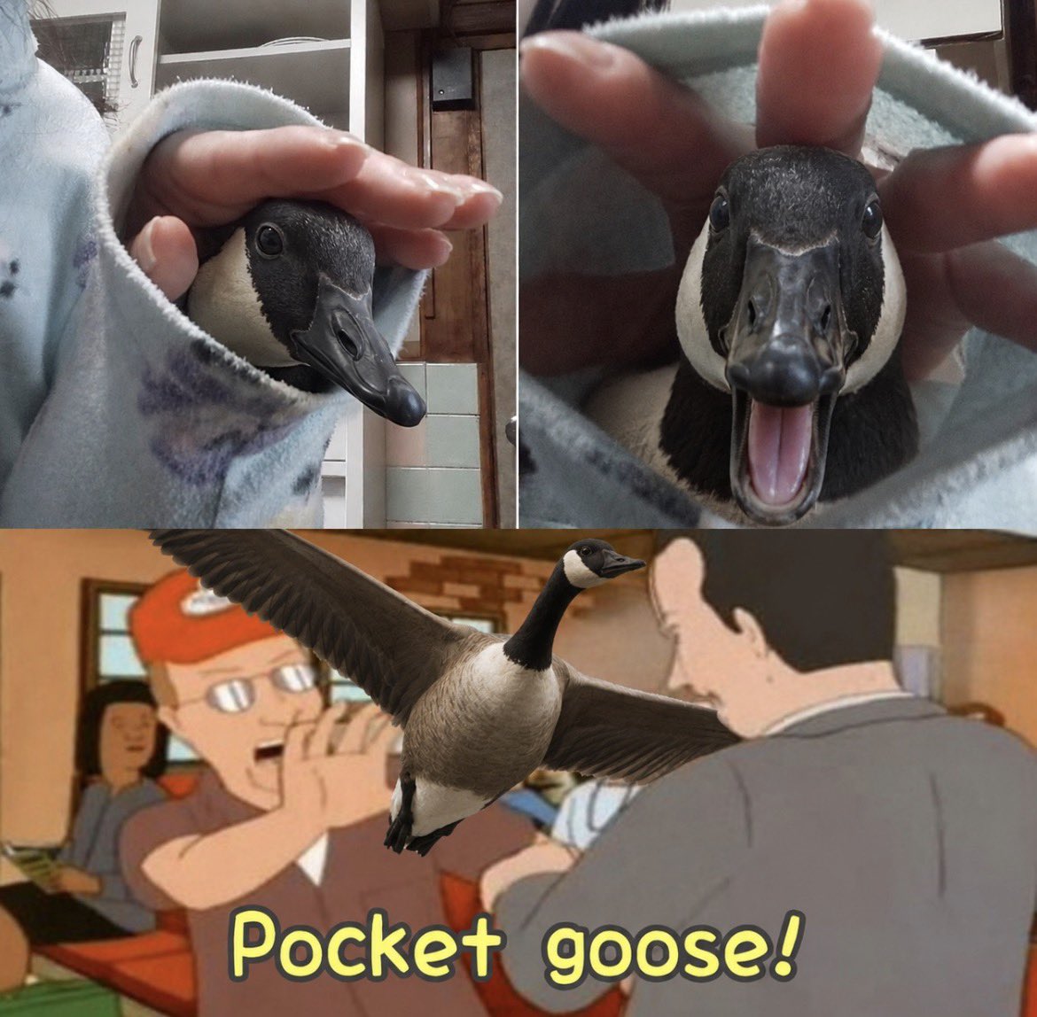 GooseChees's tweet photo. New weapon unlocked https://t.co/yn1bDoR0lg