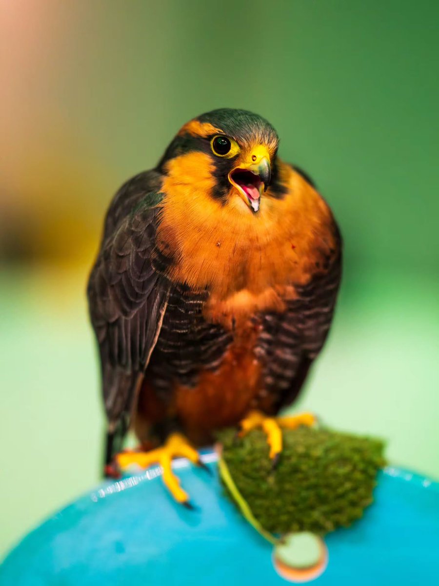 SBCounty's tweet photo. A look back at Beasts and Bones hosted by the County Museum last month. 🦴🦅
Attendees viewed fossils, wildlife and the prehistoric world.
📷: James Feeney
#prehistoric #fossils #wildlife #countymuseum https://t.co/UUtZIoHrRf