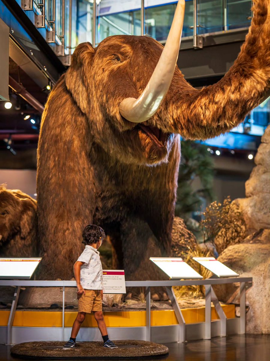SBCounty's tweet photo. A look back at Beasts and Bones hosted by the County Museum last month. 🦴🦅
Attendees viewed fossils, wildlife and the prehistoric world.
📷: James Feeney
#prehistoric #fossils #wildlife #countymuseum https://t.co/UUtZIoHrRf