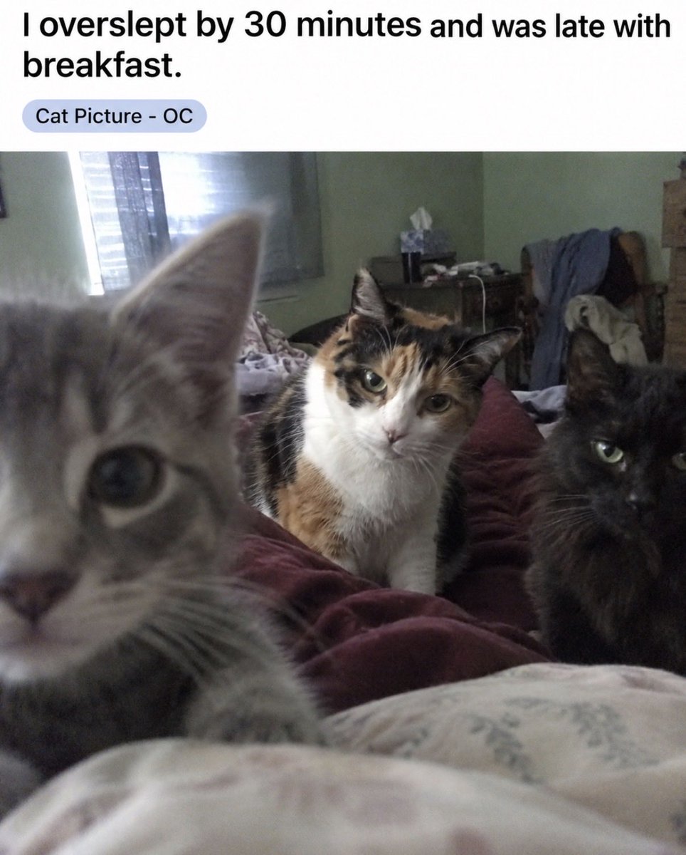 hardcatmemes's tweet photo. https://t.co/VJ7DOw3kw5