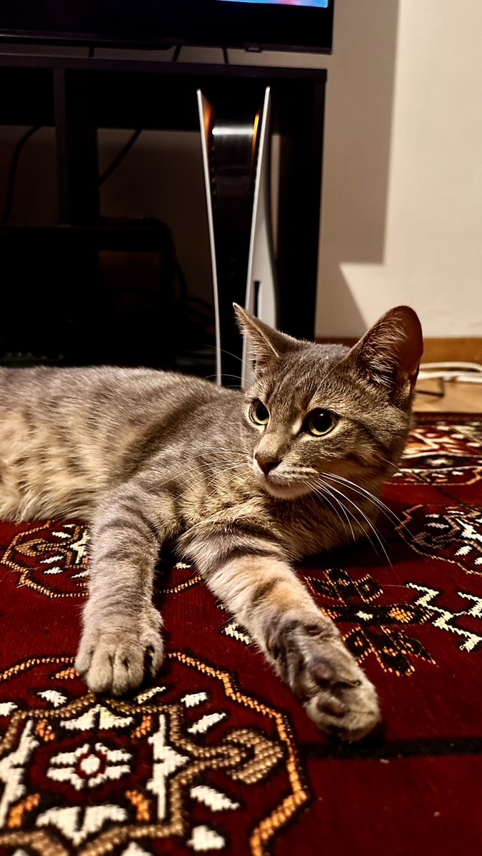 sait_ama213's tweet photo. Et voilà je suis triste 
Je dois donner mon chat demain 
Je l’ai eu quand elle avait 3 mois
Elle m’a suivie partout depuis 3 ans.. jusqu’en Algérie 
C’était un cadeau de mon mari pour surmonter ma dépression 
Je sais qu’elle sera dans une bonne famille https://t.co/IRk51LQaTZ