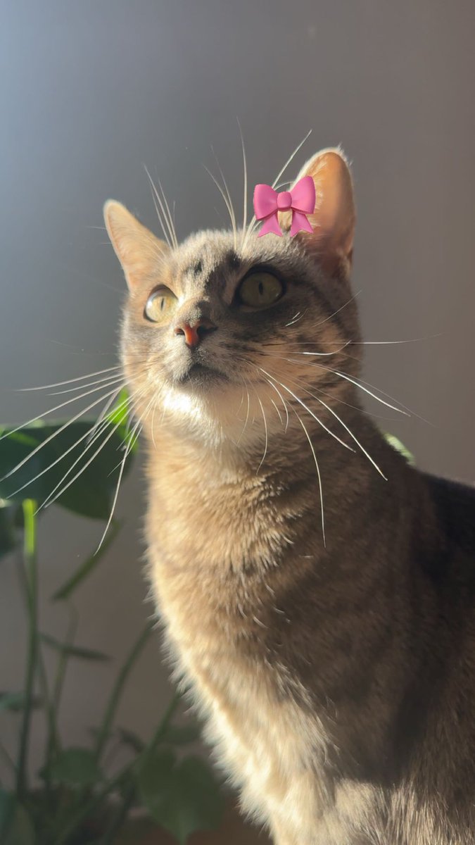 sait_ama213's tweet photo. Et voilà je suis triste 
Je dois donner mon chat demain 
Je l’ai eu quand elle avait 3 mois
Elle m’a suivie partout depuis 3 ans.. jusqu’en Algérie 
C’était un cadeau de mon mari pour surmonter ma dépression 
Je sais qu’elle sera dans une bonne famille https://t.co/IRk51LQaTZ