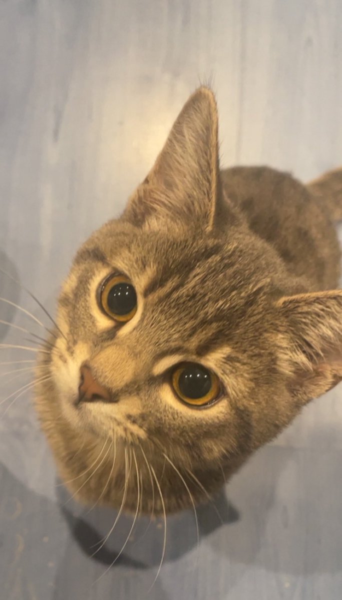sait_ama213's tweet photo. Et voilà je suis triste 
Je dois donner mon chat demain 
Je l’ai eu quand elle avait 3 mois
Elle m’a suivie partout depuis 3 ans.. jusqu’en Algérie 
C’était un cadeau de mon mari pour surmonter ma dépression 
Je sais qu’elle sera dans une bonne famille https://t.co/IRk51LQaTZ