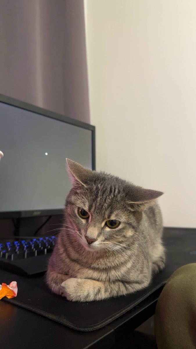 sait_ama213's tweet photo. Et voilà je suis triste 
Je dois donner mon chat demain 
Je l’ai eu quand elle avait 3 mois
Elle m’a suivie partout depuis 3 ans.. jusqu’en Algérie 
C’était un cadeau de mon mari pour surmonter ma dépression 
Je sais qu’elle sera dans une bonne famille https://t.co/IRk51LQaTZ