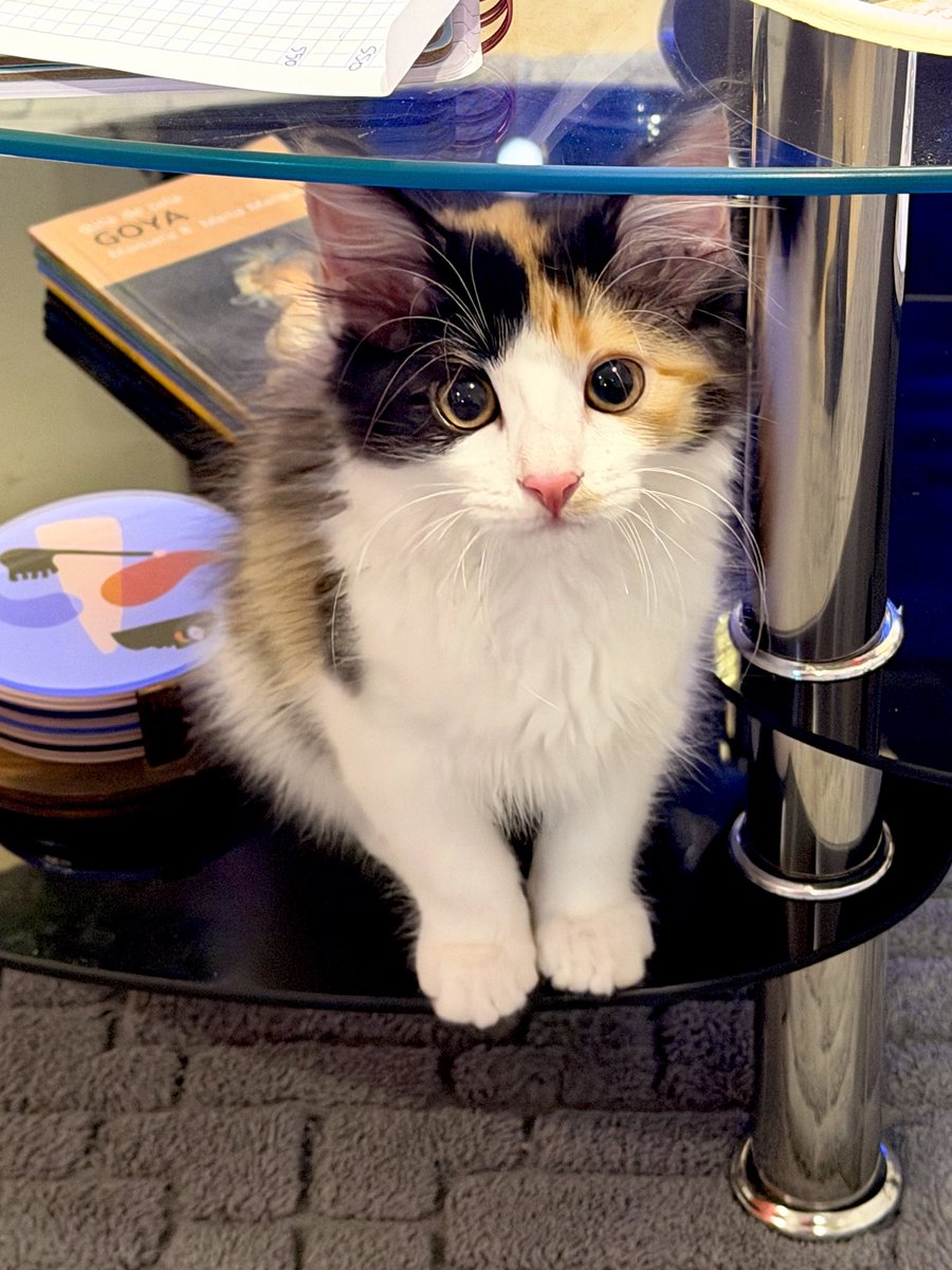 Rootzaa's tweet photo. Te adoro gatita loca 🧡 https://t.co/GnBTLUaPzk
