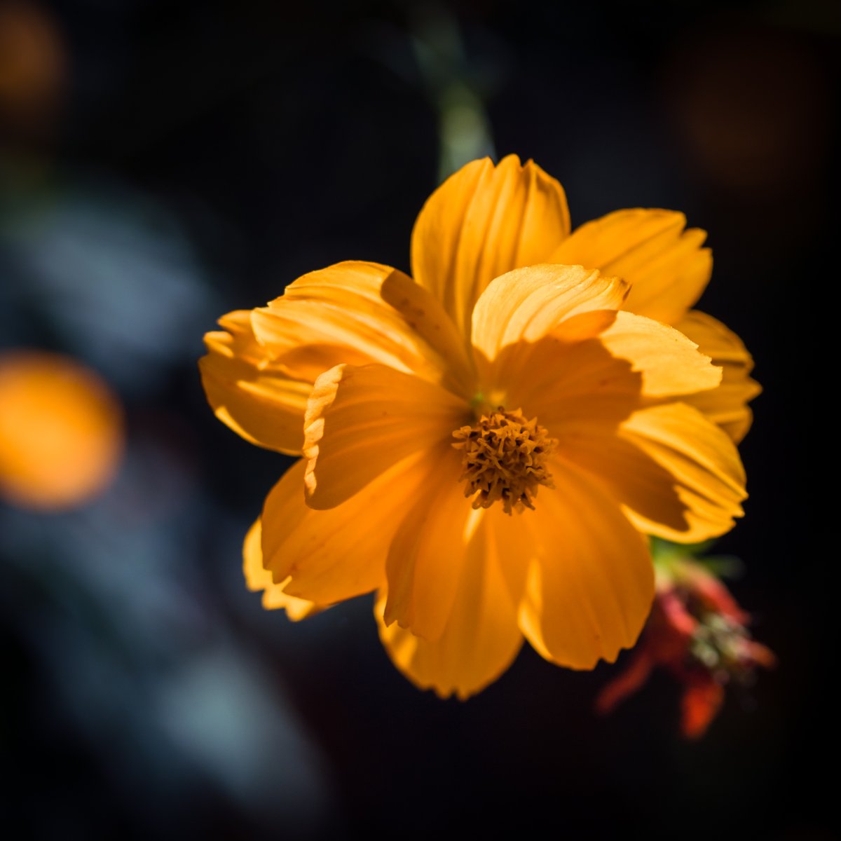 VIV_boho's tweet photo. #fallcolors #autumnbeauty
#Canon EF100mm f/2.8 Macro USM https://t.co/RVHUEp1Fju