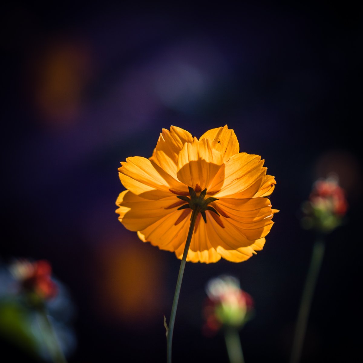 VIV_boho's tweet photo. #fallcolors #autumnbeauty
#Canon EF100mm f/2.8 Macro USM https://t.co/RVHUEp1Fju