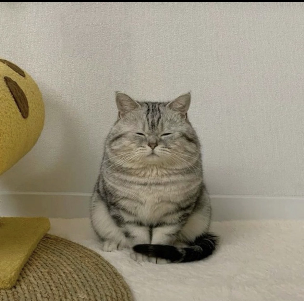 animal_kyawa_'s tweet photo. ちょこんと座って猫神さまみたい🥰 https://t.co/gZuHGrKmDN