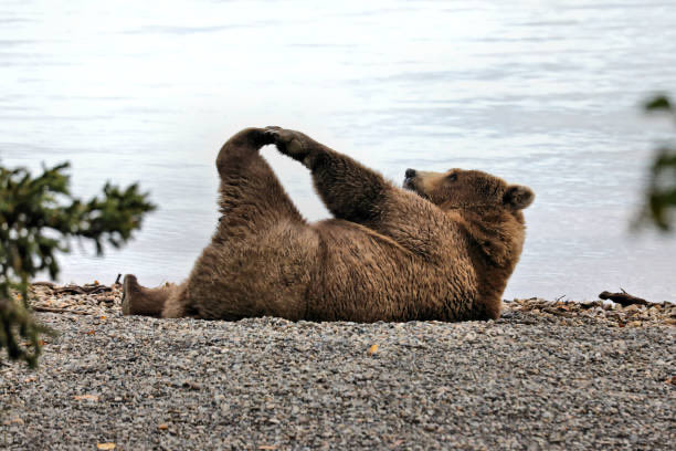 BearInCrisis_'s tweet photo. Time for some morning stretchies and yogaaaaa https://t.co/3w6B5M1YGg