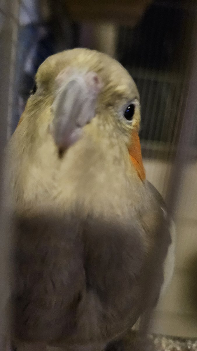 Mochikyn's tweet photo. Looks like Cinamonroll but will kill you when you touch Leon S kennedy, Astarion, Clive Rosfield and Kaeya. https://t.co/H6sSiG0Hf6