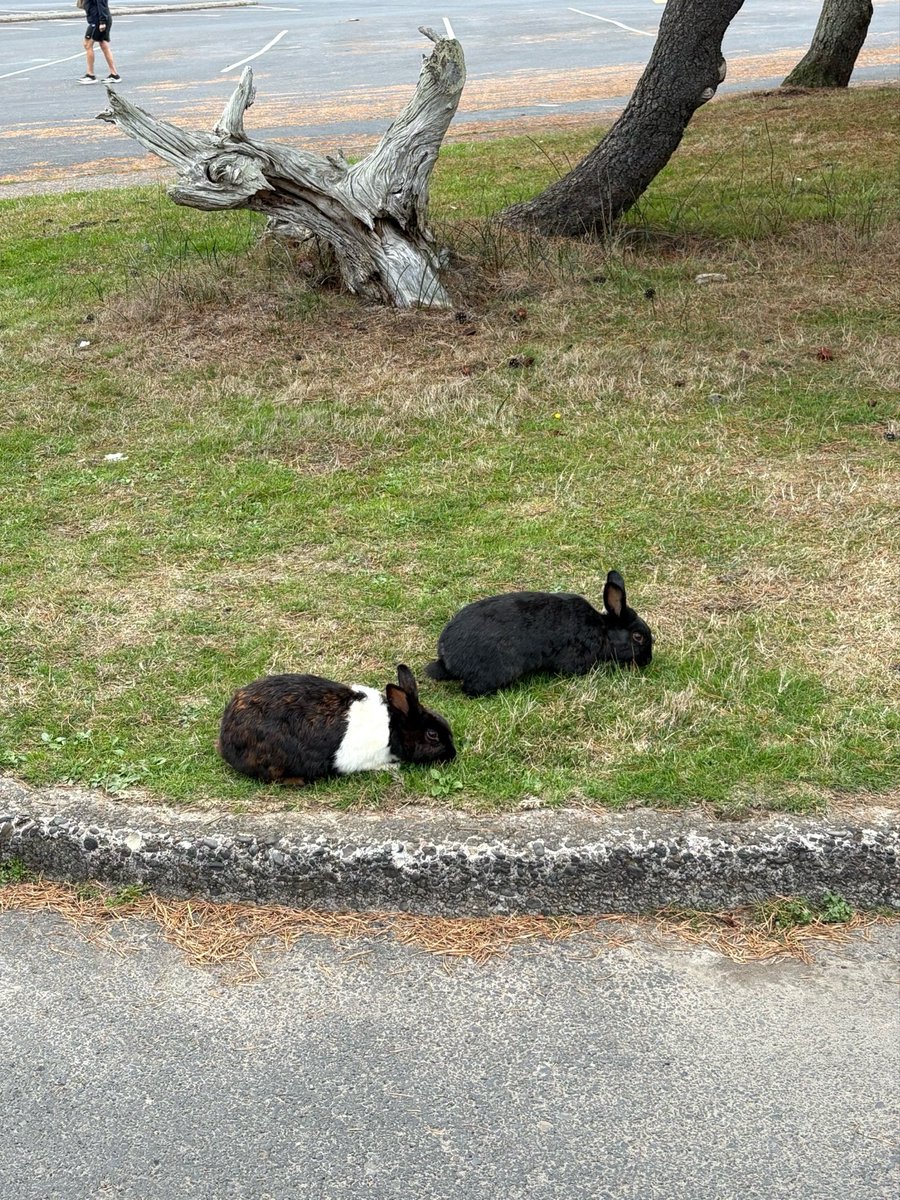 Jawwwwwsh's tweet photo. the famous cannon beach, Oregon bunnies. Hundreds of feral domestic bunnies just chillin near the beach! https://t.co/iQ1fIDOR6w