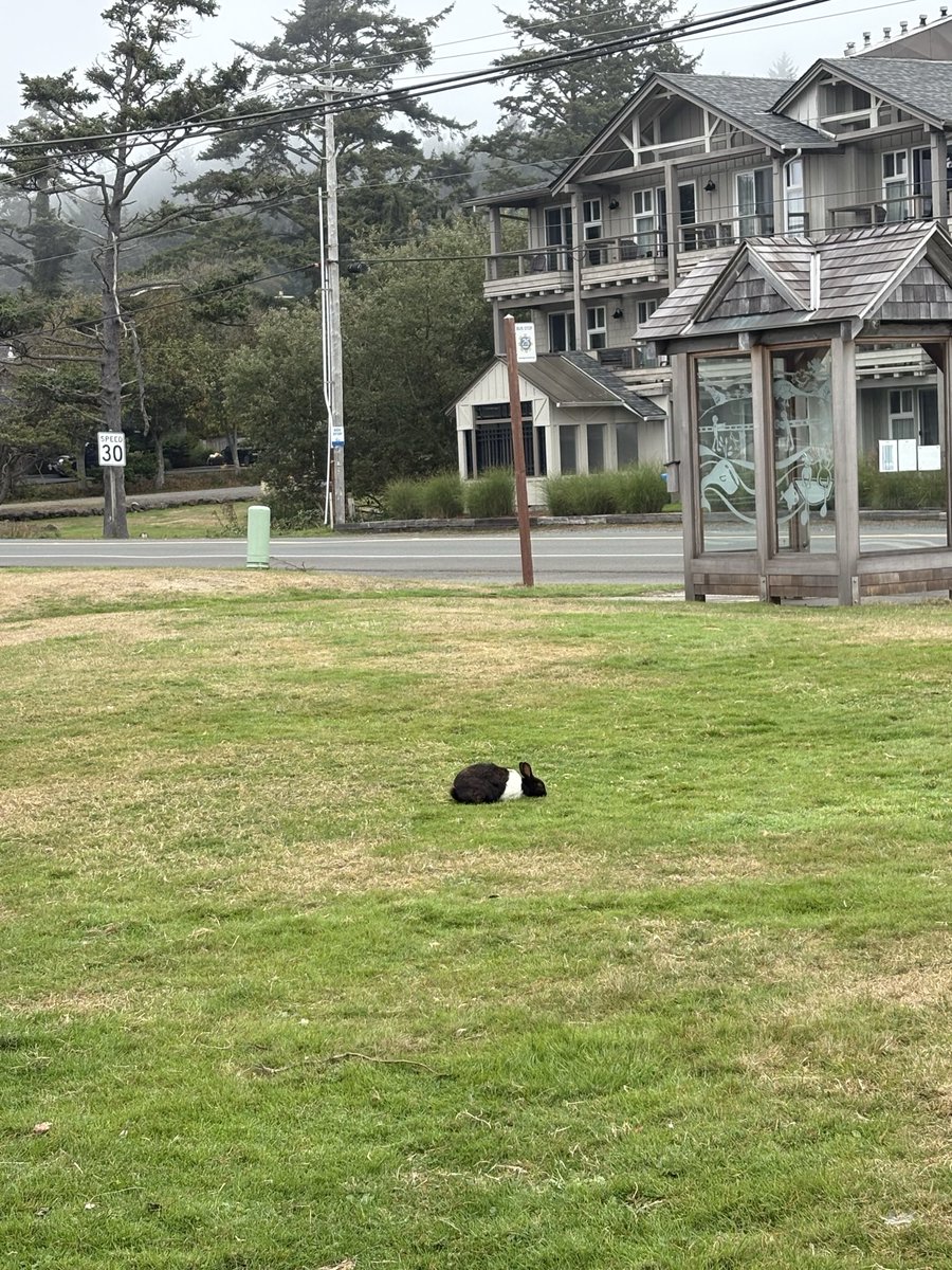 Jawwwwwsh's tweet photo. the famous cannon beach, Oregon bunnies. Hundreds of feral domestic bunnies just chillin near the beach! https://t.co/iQ1fIDOR6w