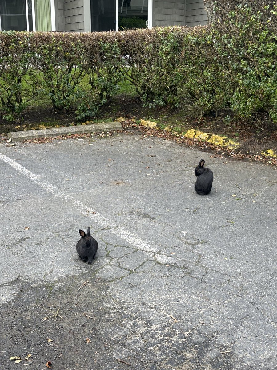 Jawwwwwsh's tweet photo. the famous cannon beach, Oregon bunnies. Hundreds of feral domestic bunnies just chillin near the beach! https://t.co/iQ1fIDOR6w