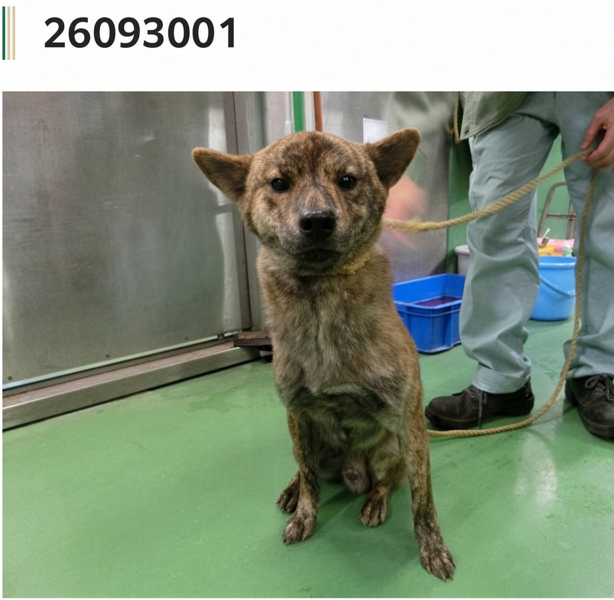 fukushiyamesagi's tweet photo. 🆘緊急🆘#収容犬
🆘告示期限10/6(火)
9/30(水)千葉県千葉市若葉区御殿町
茶黒♂雑種犬
📲千葉市動物保護指導センター🙇🏻‍♂️#中華そば亀喜屋
迷い犬迷子保護ミックスイヌいぬオス黒茶茶色虎毛トラ八街東金佐倉四街道市原大網白里千城台北駅ウシノヒロバ小谷流温泉森の湯中華豊春イコアス #富田さとにわ耕園 

🚨「オス」「体格/中」とされる、茶黒(黒茶/虎毛)の犬が収容されています‼️
🚨飼い主様・関係者様は大至急お迎えをお願いいたします🙏🏻
🚨収容犬にお心当たりのある方は大至急センター迄ご連絡をお願いいたします📲🙇🏻‍♂️

◎公示には、種類『雑種』毛色『茶黒』* 性別『オス』** 体格『中��と記載されています🐕

＊公示掲載画像の動物は、撮影・再生条件、被毛・皮膚の濡れ・汚れ、或いは傷病等により色合いや印象が逸走当時とは違って見える場合があります。また毛色・毛柄等の認識・表現は個人の感覚等によっても異なる為、収容中の犬が公示記載毛色の「茶黒」としてではなく、茶黒トラ、黒茶(トラ)、赤虎(毛)、茶(色)、トラ毛、虎毛、或いはトラ犬、虎犬等として捜索されている可能性もあります。収容犬個体特有の特徴はセンター迄お問い合わせください(※迷子動物をお探しの方は、直接センターへ出向かれてのご確認が確実です。)📲🙏🏻

＊＊収容動物は長毛、傷病、或いは興奮等により性別の確認が困難な場合があり、公示記載の性別が後日訂正される場合もあります。正確な情報はセンター迄お問い合わせください📲��🏻‍♂️

⚠️公示には、推定年齢、マイクロチップ、首輪等に関する記載はありません。首輪等は放浪中に外れた可能性もあり、跡が残っている場合もあります 。詳細はセンター迄お問い合わせください📲🙏🏻

⚠️⚠️傷病等の有無・状態、収容状況等についてはセンター迄お問い合わせください📲🙇🏻‍♂️

◎迷子動物は市区町村境・都県境等を越境して収容される場合もあります。

◎公示に記載がなく、掲載画像からも不明な収容動物の特徴等についてはセンター迄お問い合わせください📲🙏🏻

◎各センター・保健所等の公示記載の犬種・猫種は、DNA検査により鑑定されたものではないと考えられますので、公示記載の犬種・猫種等は推定であり目安とお考えください🙇🏻‍♂️

◎収容動物は長期放浪等の影響による容姿の変化、或いは首輪等の脱落、色柄・形状等の経年劣化、放浪中の他者��よる装着等の可能性があります。公示に掲載画像がある場合でも、撮影・再生条件、被毛・皮膚の濡れ・汚れ・傷病等により動物の目の色や毛柄等の特徴、或いは経年劣化等により首輪等の色柄・形状等が逸走当時とは違って見える可能性があります。またリンクのミス等により掲載画像に別の個体や装着品が表示されるケースも稀に見られます。公示記載情報、或いは掲載画像からの印象と、動物の逸走当時の容姿、装着品との多少の差異に拘らずセンターでのご確認をお願いいたします🙏🏻

保健福祉局医療衛生部生活衛生課動物保護指導センター
千葉県千葉市稲毛区宮野木町445番地1
電話：043-258-7817
ファックス：043-258-7818
📩dobutsuhogo.HWM@city.chiba.lg.jp

千葉市動物保護指導センター 迷い犬の情報(収容動物)
⏩https://t.co/zxB5KhJDOd

このページのご利用について
•収容した動物の画像を公開していますが、動物の状態により撮影できない場合もありますので、ご了承ください。
•掲載各情報で体格「子」と記載している動物は、91日齢未満（推定を含む）のものです。
•毛色、体格や首輪等の有無は目安としてください。首輪などは放浪中に脱落していることもあります。
•この他に、個人の方などからの保護情報が寄せられている場合があります。

•該当する情報の有無に関わらず、お問い合わせい��だくか、当センターで実際に確認するようにしてください。

🟢市民等が保護している犬の情報
⏩https://t.co/UnRr9F1SJF

🟢犬の譲渡をご希望の方は、「新しい飼い主さんを待っている動物たちの情報（犬）⏩https://t.co/A0CosxJRY4」をご覧ください。