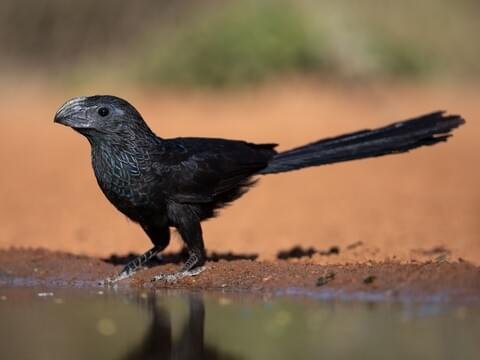dirt21761789's tweet photo. Deinonychus https://t.co/My5GV4L74U