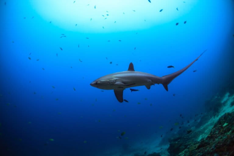 MongabayLatam's tweet photo. #INVESTIGACIÓN | Un operativo en dos almacenes de la cuestionada empresa Lamarqocha Inversiones S.A.C, en Perú, terminó con la incautación de 41 toneladas de aletas secas de tiburón, pertenecientes a especies protegidas por CITES. https://t.co/RxWmMHUl4D https://t.co/2n8vCIHGJd