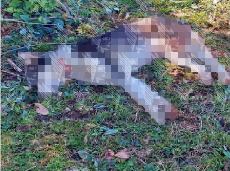 e_consulta's tweet photo. 🐾🚨 Erick N. pasará dos años y dos días en prisión y tendrá que pagar 14 mil 663 pesos por atacar con un machete a 'Bellota', una perrita Husky Siberiana de cinco años, en enero de 2025 en #Zacapoaxtla. La @FiscaliaPuebla obtuvo la sentencia condenatoria por delitos contra los animales mediante actos de crueldad.

✍️ @KRSantoyo