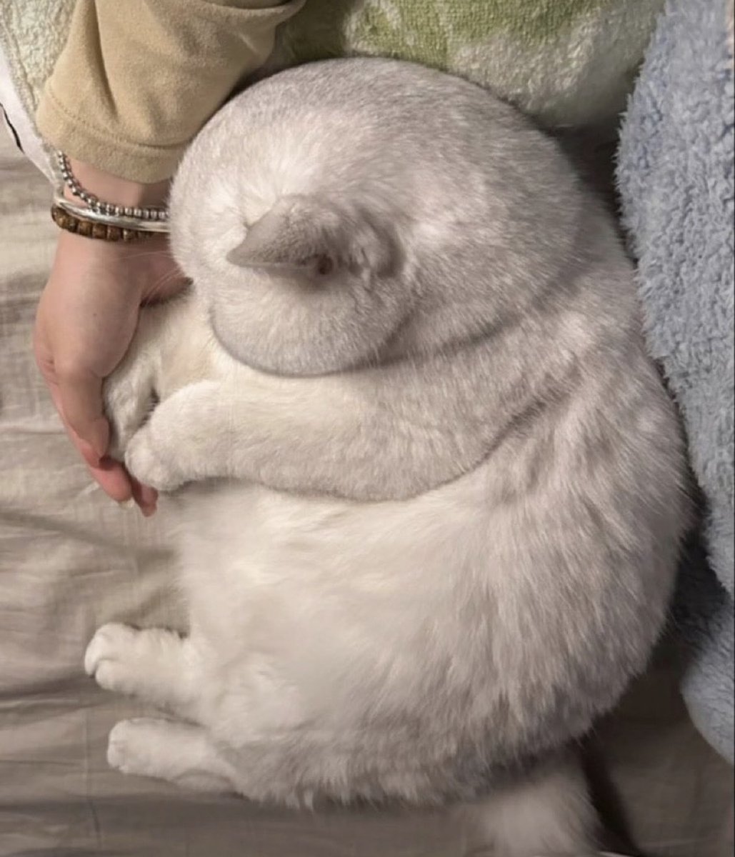 animal_kyawa_'s tweet photo. まんまるお餅みたい https://t.co/NjPkdgz4Z7