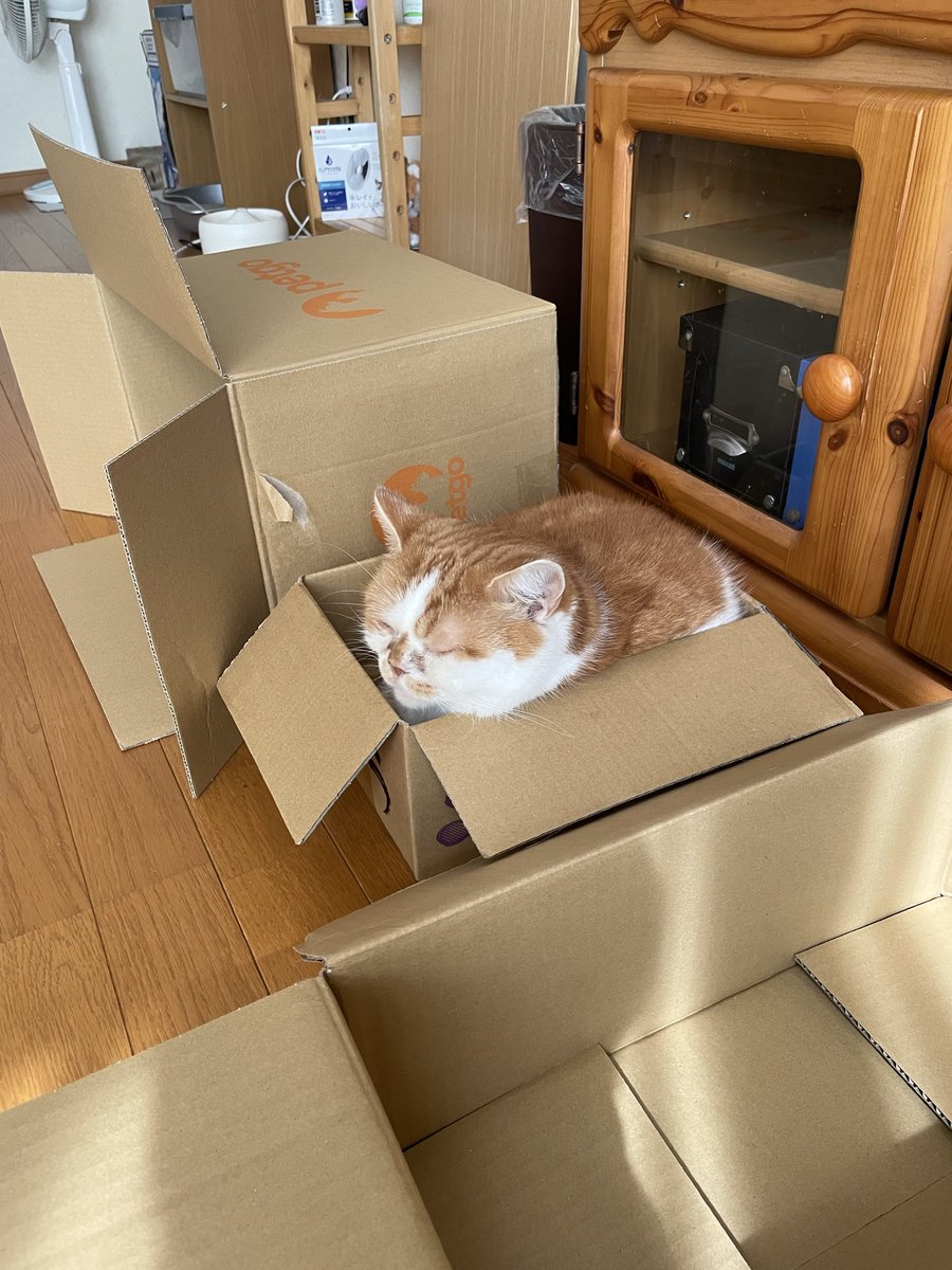 tmnr1213's tweet photo. やっぱり小さい箱がいい🐈 https://t.co/1sPgUAJs7C