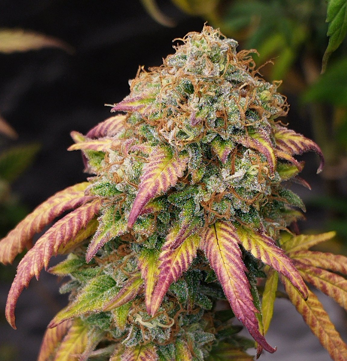 StarboiKane's tweet photo. Not only visually a stunner #Laserbrain #StarboiGenetics https://t.co/2grOKG8OfM