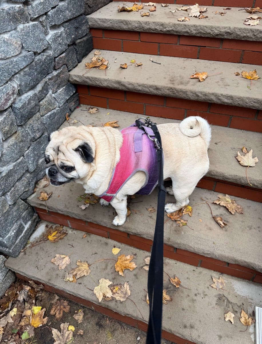 SarahPug12's tweet photo. Orange enjoying this balmy Fall day ๐๐๐ #Orange #BoyBoy #Mondayvibes https://t.co/p0iJHXf5im