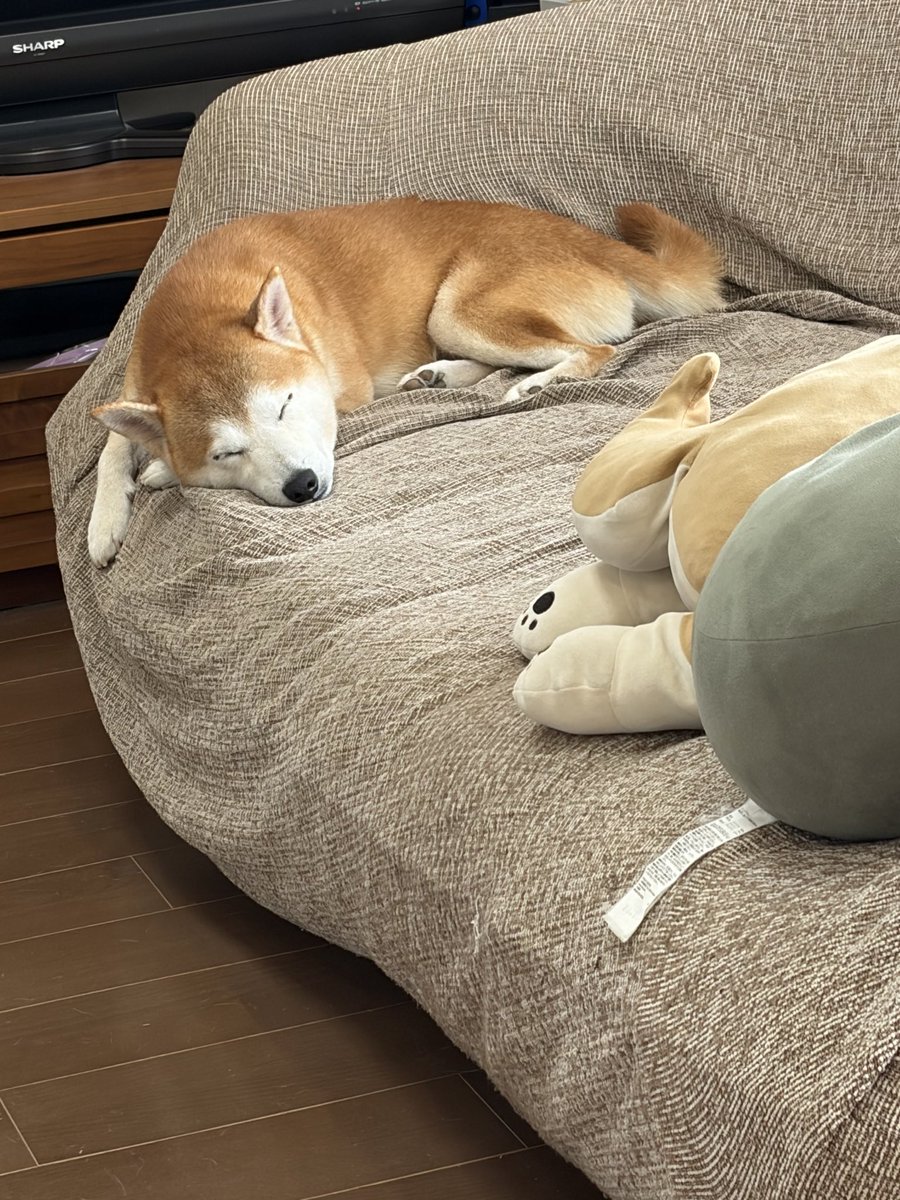shiba0625X's tweet photo. ソファでとろける柴犬X https://t.co/qOA4Ixq7JU