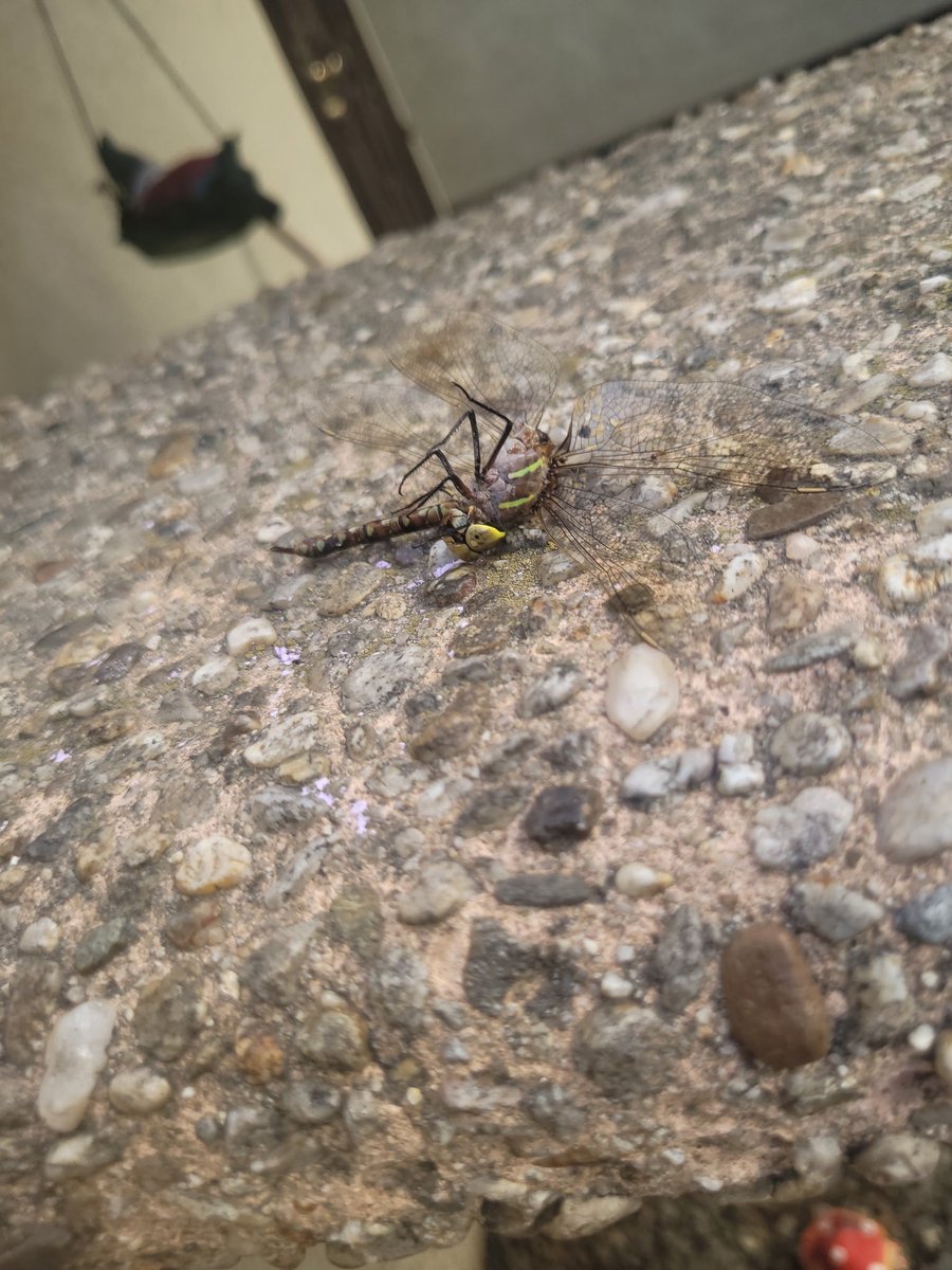 pepperabuser's tweet photo. @sardines104654 Bitch reptiles aint bugs now go find a dragonfly to add to ur collection https://t.co/CRGKgNwf5X