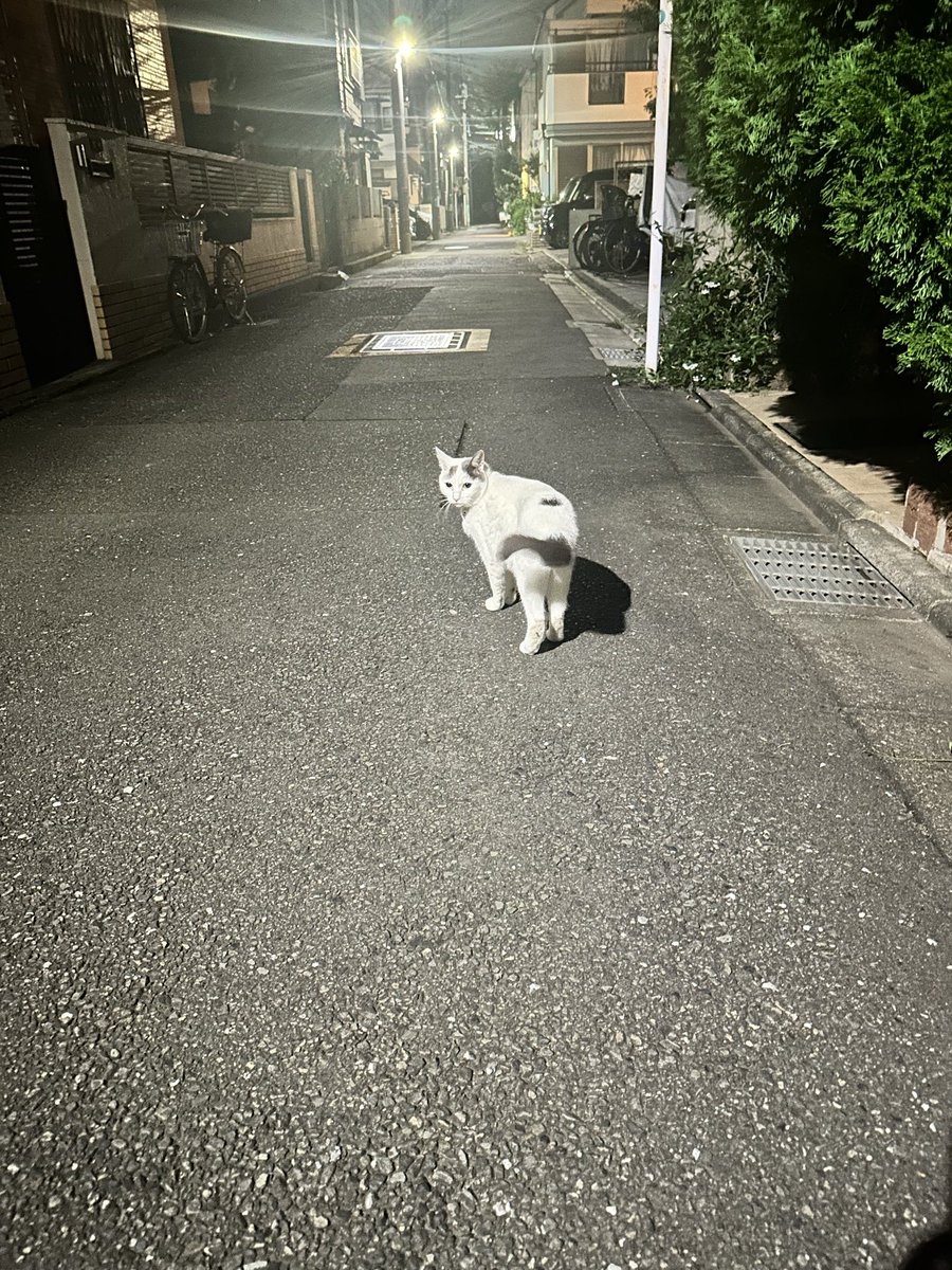 ringo_1125jp's tweet photo. 帰ったらはっちゃんが迎えてくれた。
私が80メートルくらい実家と離れたところに住んでるけど、そこまでついてきて、いつもと違った入り口🚪に入ろうとしたら、「にゃーにゃーにゃーん❗️」危険なのか、不思議なのかのすごい声。めっちゃびっくり😳してた。かわいいし、頭いいな。 https://t.co/jf3e0Mmsle
