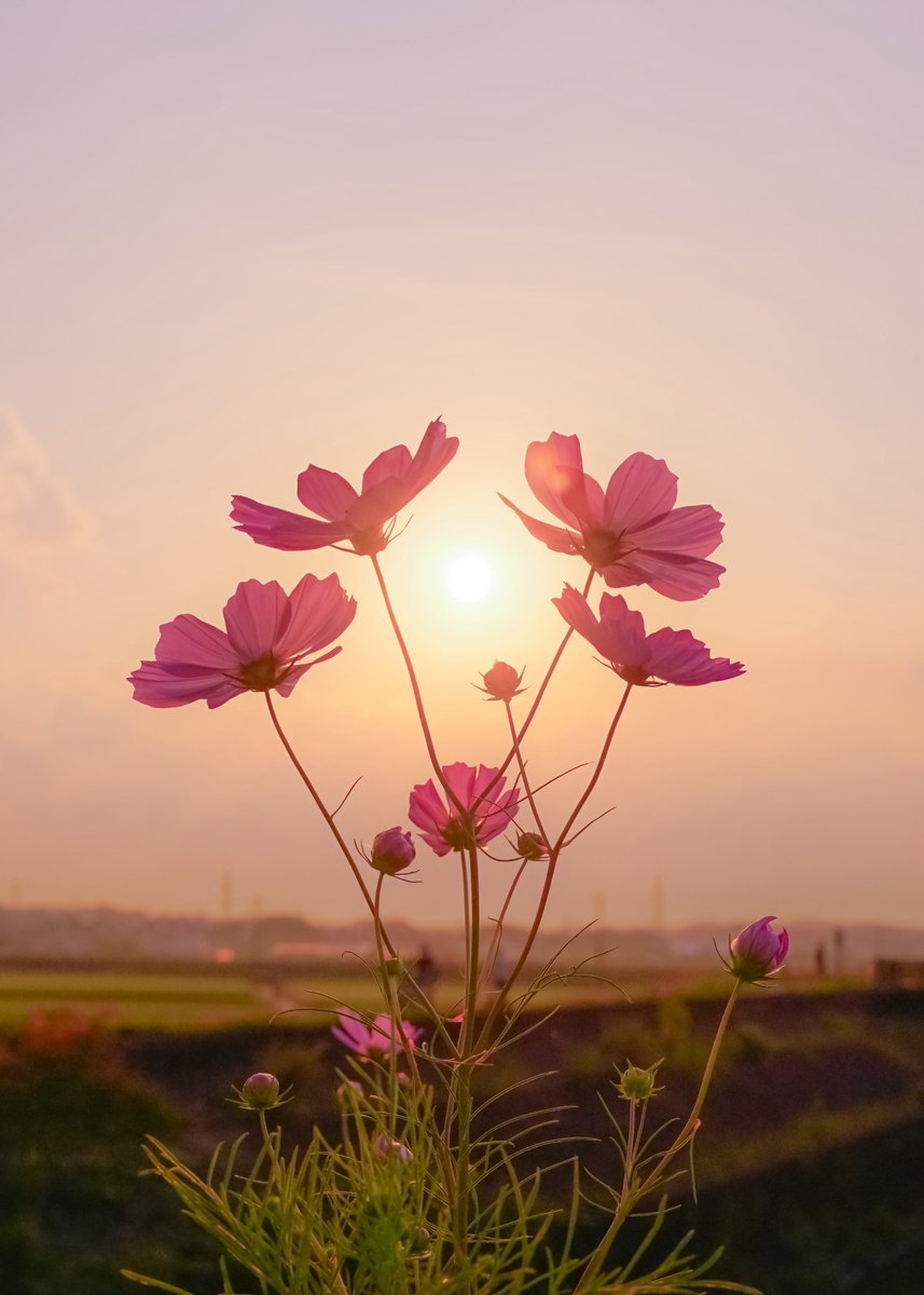 asagi_photo0921's tweet photo. 夕陽を癒す花のように。 https://t.co/1xV7189P89