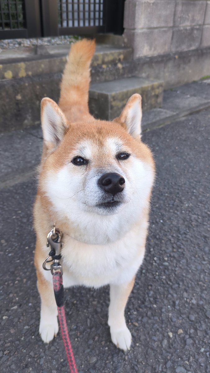 Yussan_Maron's tweet photo. 8歳になりました🐶
変わらず元気で何よりです😊
#柴犬
#誕生日
#柴犬のいる生活 https://t.co/gb61hlsVSu