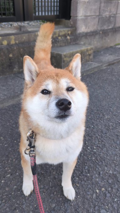 A fluffy red and white Shiba Inu stands on a paved street on a leash, looking directly at the camera with an alert, friendly expression. The image perfectly captures the "still as energetic as ever" vibe of the post, celebrating this handsome dog's 8th birthday.