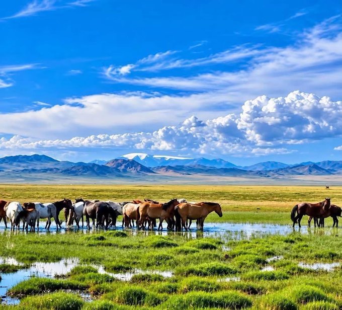 A scenic landscape showing a herd of horses standing in a shallow wetland, with green grass in the foreground, a vast plain, and mountains beneath a bright blue sky filled with fluffy white clouds.