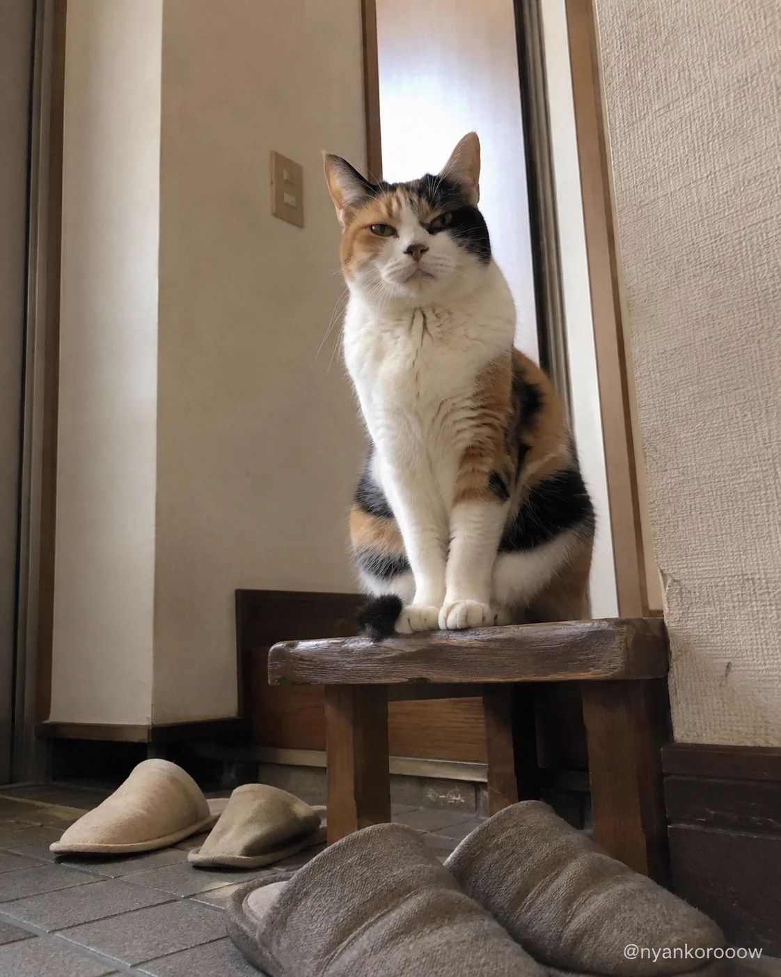 にゃん太郎｜猫画像｜Funny Cats (@nyankorooow) / X