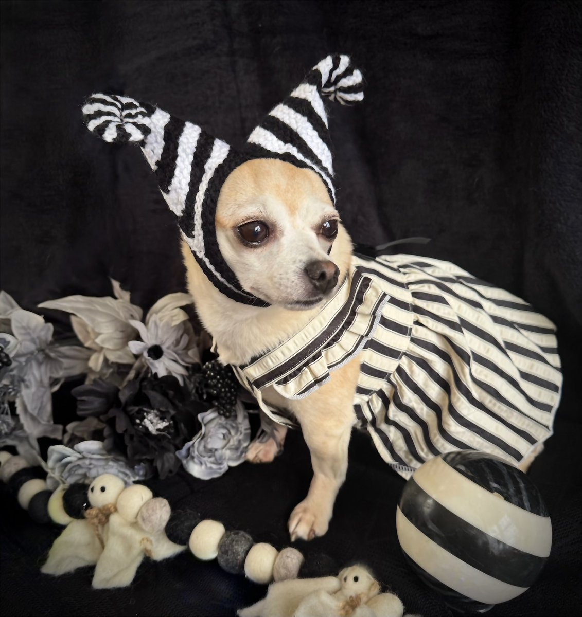 sarahanunn's tweet photo. It’s day 5 of #Octoberween! 
My house is haunted by the ghost of a woeful Victorian child. If you say his name 3 times he will appear. 
This photo is proof that this is absolutely true. At midnight last night, I whispered, “Jasper. Jasper. Jasper.” And..
BAM!!!!!!
Here he is.
👻 https://t.co/c60ESjoTu0