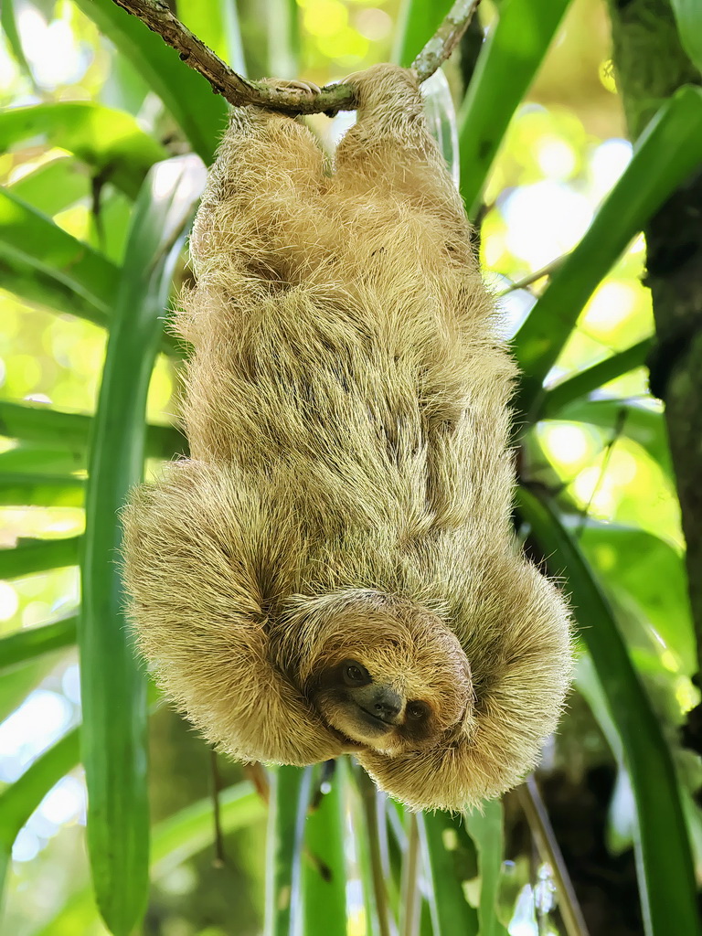 costa_rica123's tweet photo. Three-toed Sloth（ミツユビナマケモノ）

ナマケモノ好きは必見！

親離れしたばかりであろう子供（成体の半分サイズ）が、ひたすらカイカイしてる動画

動画は初投稿なので、感想を聞かせて下さい。野鳥の動画は期待しないでね。ドクターＸみたいに「いたしません」ｗ

#ナマケモノ #コスタリカ https://t.co/3pc7rOCb3n