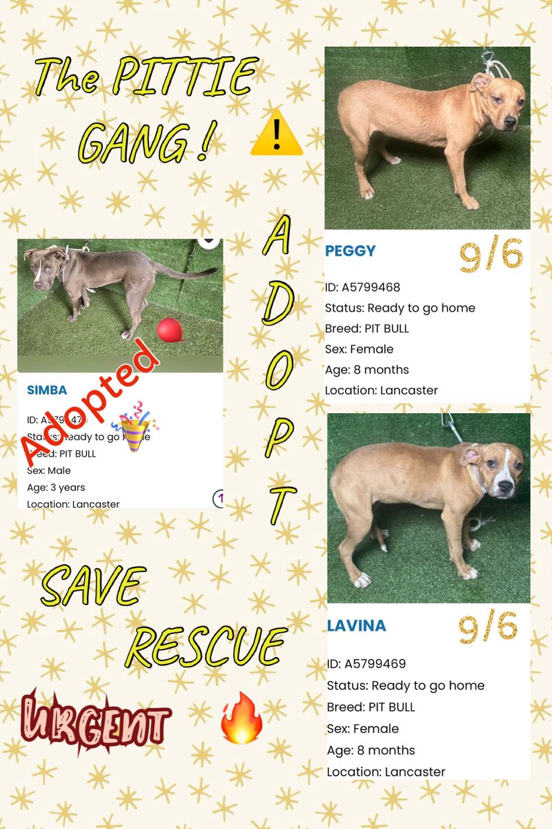 SarahjaneGille1's tweet photo. 10/5 CRITICAL 🙏 or 💉💉HAIL MARY “THE PITTIE SIBLINGS” Both  Entered 9/6 URGENCY it’s #PITTIES 😬⚠️🙏‼️ AVAILABLE NO INTEREST  The highly euthanized breed (some already) the ignored breed & misunderstood breed 💦
~ LAVINA 🆔 #A5799469 Female 8m #pitbull
~ PEGGY 🆔 #A5799468 Female 8m #pitbull

@AnimaLancaster #california #PITBULLSMATTER 
#REPOST 🟰 #SAVING 💯 VITAL 
All dogs need to be seen noticed viewed liked attention promoted #SHARE Hopefully gets a NEW 📸!
Contact:
5210 West Avenue I Lancaster, CA 93536 (661) 940-4191 acclancaster@animalcare.lacounty.gov
@mapleveewesem @SabaMekaZeus @LilaFlw @RLA_1976 @Iza_2021 @SueGillmeister @MarjonQ17isBACK @Rachian14148371