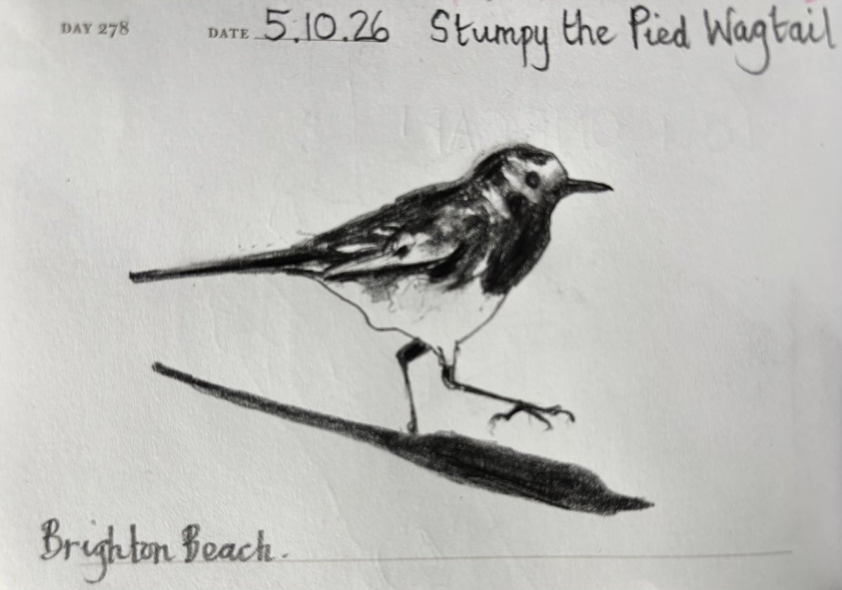 Venster67's tweet photo. One Sketch A Day 5.10.26
‘Stumpy the Pied Wagtail’
Brighton Beach
#stumpythepiedwagtail #piedwagtail #brightonbeach #onesketchaday #visualjournal https://t.co/kYh4G9UCGV