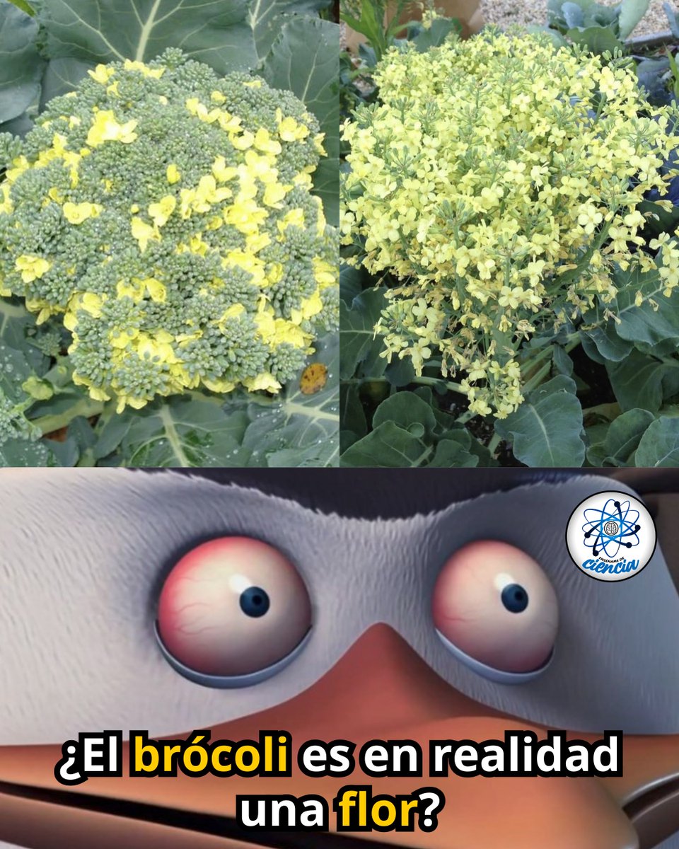 EnsedeCiencia's tweet photo. 🥦 El brócoli que llega a tu plato esconde algo curioso: si no se cosechara a tiempo, terminaría cubierto de pequeñas flores amarillas. 🌼

La parte verde que comemos está formada principalmente por una inflorescencia inmadura, es decir, numerosos botones florales agrupados que todavía no se han abierto.

Cuando la planta continúa desarrollándose, esos pequeños brotes comienzan a separarse y finalmente florecen, cambiando por completo el aspecto que normalmente asociamos con el brócoli.

🌱 Así que sí: cuando comes brócoli, estás consumiendo principalmente tallos tiernos y cientos de futuros floretes antes de que lleguen a abrirse.