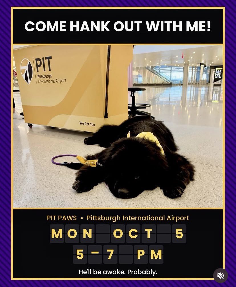 APTherapyDogs's tweet photo. October 5, 2026 
Happening now 

Hang out with Hank and friends Bella and Fiona too @PITairport 
⏰ 5:00 PM – 7:00 PM EDT
📍 Landside &amp; Airside

#pitpaws #airporttherapydogs https://t.co/GWINkyMmbE