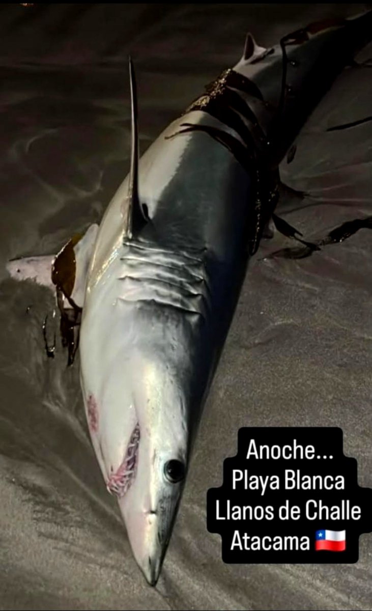 AnyMeV's tweet photo. 🦈 Tiburón varado 🦈
Me comparten este registro, realizado por pescadores del sector en Playa Blanca, del #ParqueNacionalLlanosdeChalle https://t.co/EKwPoicPOq