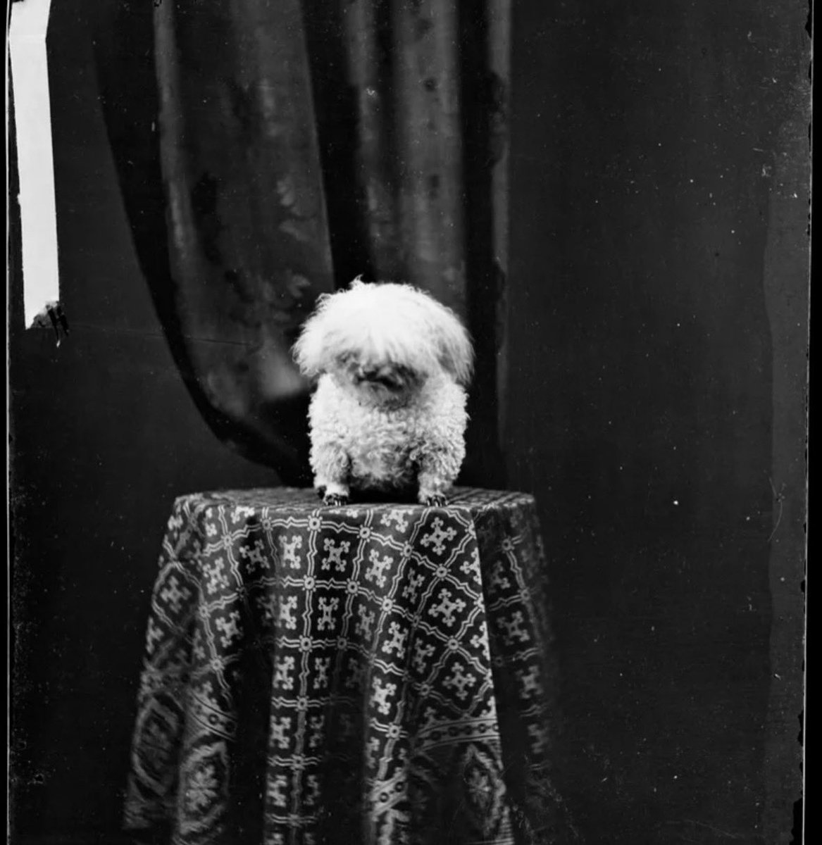 me_im_chloe's tweet photo. Earliest known dog photo shoot apparently ? https://t.co/KVod3iHNon