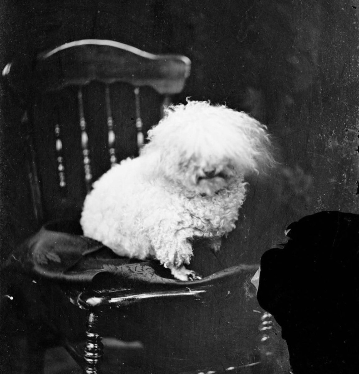 me_im_chloe's tweet photo. Earliest known dog photo shoot apparently ? https://t.co/KVod3iHNon
