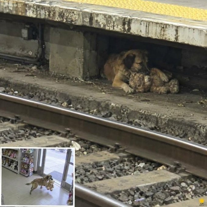 A dog with puppies is seen sheltering under a concrete train platform, with an inset image showing the same dog arriving at what appears to be a shelter or veterinary office.