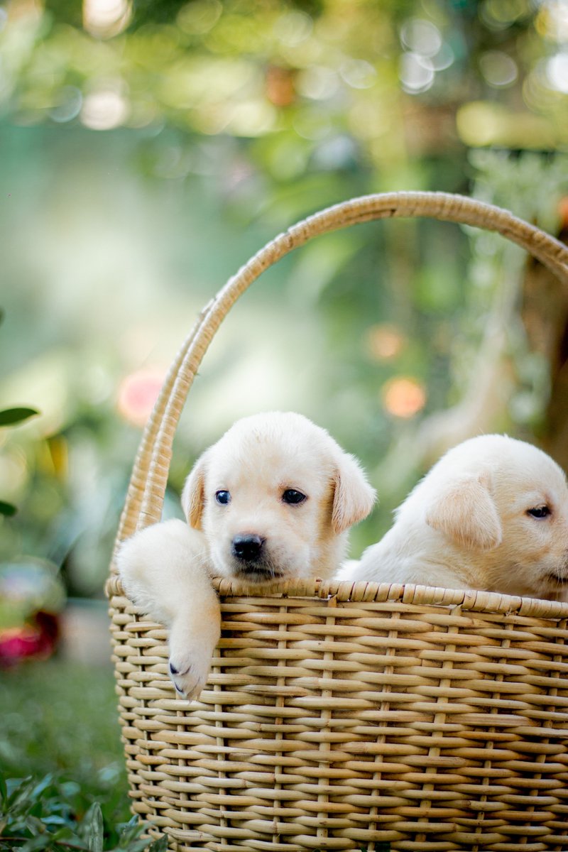 dogperroco's tweet photo. Tiny paws. Big personality. Endless adventures.

Puppyhood goes by fast, so make every zoomie, cuddle, and playful moment count. Give your little pup the care and supplies they need to grow, play, and thrive.

#PuppyLove #PuppyLife #PuppySupplies #DogLovers #HappyPuppy https://t.co/Zq5l4wNeZK