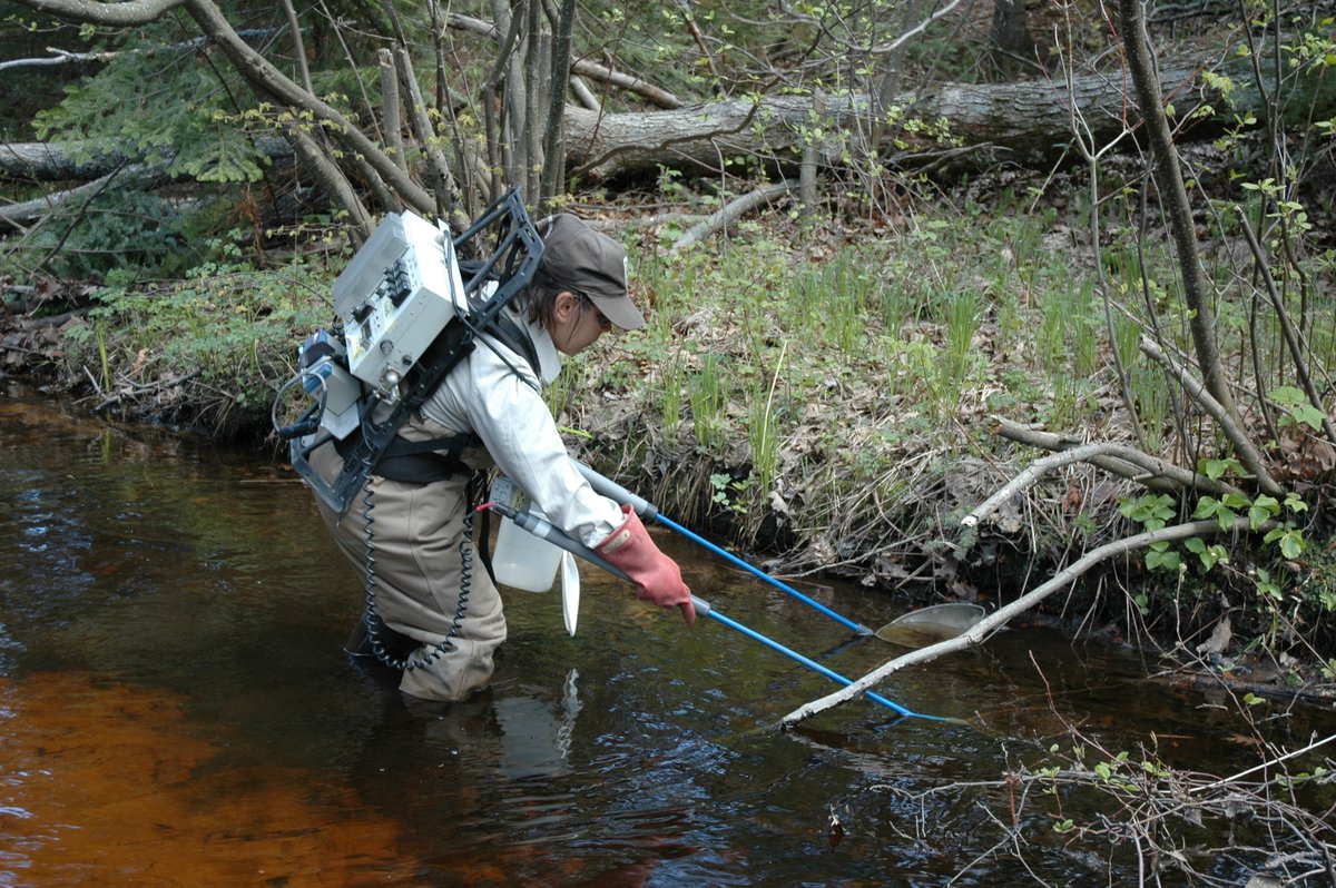 LampreyControl's tweet photo. Who ya gonna call? 👻

If you spot someone in a stream with what looks like a proton pack, they’re not busting ghosts—they’re electrofishing. A mild shock brings larval #sealamprey to the surface so control agents can count them &amp; protect #GreatLakes fisheries.

#DidYouKnow #DYK https://t.co/54QWs0paTr