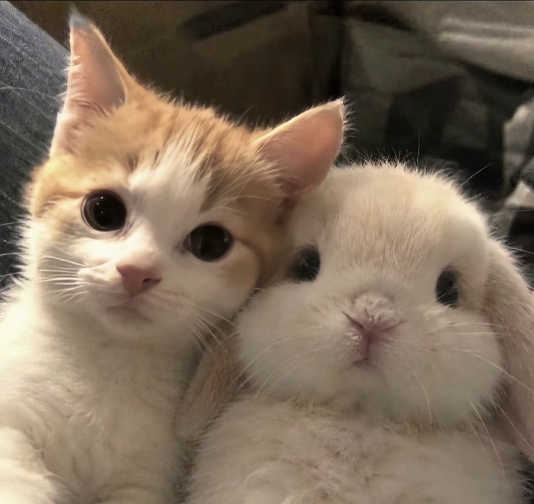 sionsbunny's tweet photo. https://t.co/jlNulbcfRj